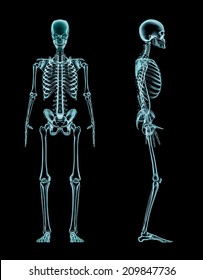 Male Skeleton Full Body X-ray