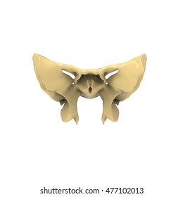 Male Sphenoid Skull Anatomy3d Stock Illustration 477102013