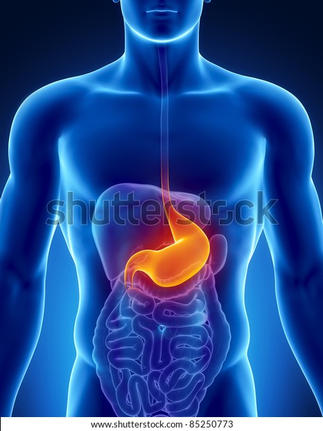Male Stomach Anatomy Human Organs Xray Stock Illustration 85250773