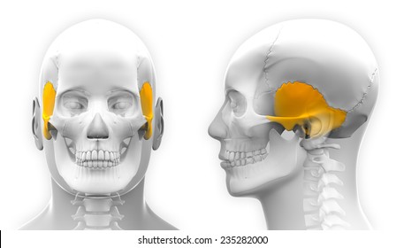 3,535 Temporal bone Images, Stock Photos & Vectors | Shutterstock