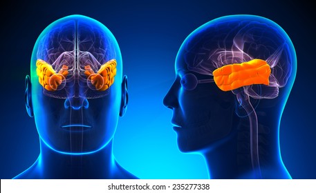 Male Temporal Lobe Brain Anatomy - Blue Concept