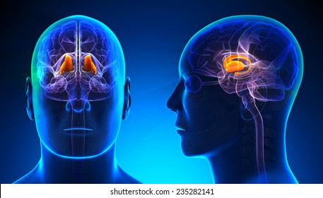 Male Thalamus Brain Anatomy - Blue Concept