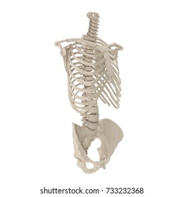 Medically Accurate Illustration Skeletal System Thorax Stock ...