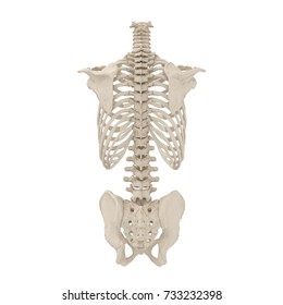 Male Torso Skeleton On White 3d Stock Illustration 733232398 | Shutterstock