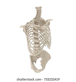 Male Torso Skeleton On White 3d Stock Illustration 733232419 | Shutterstock