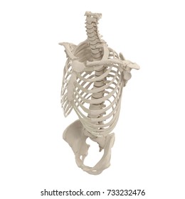 Male Torso Skeleton On White 3d Stock Illustration 733232476 | Shutterstock