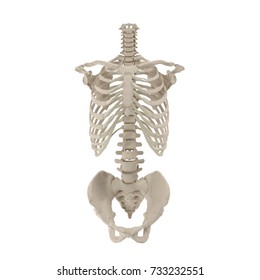 4,009 Male Skeleton Torso Images, Stock Photos & Vectors 