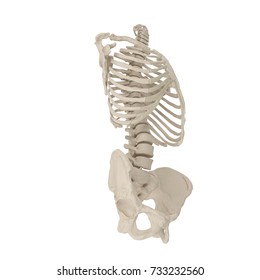 Male Torso Skeleton On White 3d Stock Illustration 733232560 | Shutterstock