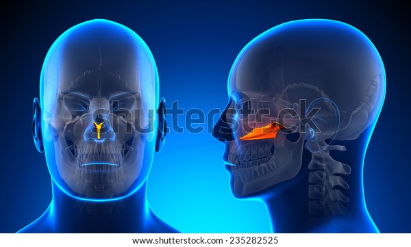 Male Vomer Skull Anatomy Blue Concept Stock Illustration 235282525