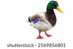 Mallard Duck 3d model rendering