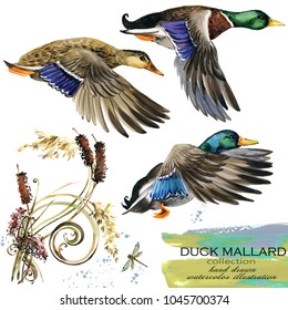 Mallard Duck Hand Drawn Watercolor Illustration Set