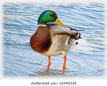 Mallard Wild Duck (Anas Platyrhynchos) Painting Illustration