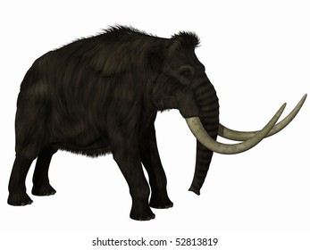 Mammoth