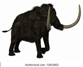 Mammoth
