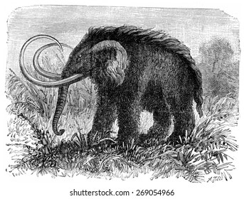 The Mammoth, Elephas Primigenius, Vintage Engraved Illustration. Earth Before Man  1886.