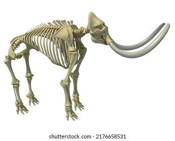 Mammoth Skeleton Animal Anatomy 3d Rendering Stock Illustration ...