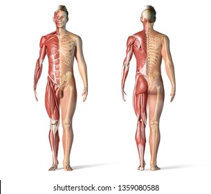 Man Anatomy Muscular And Skeletal Systems. Front And Back View On White Background. 3d Rendering.