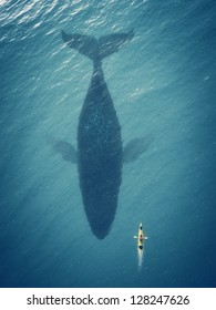 Man in a boat floats next to a big fish, whale.