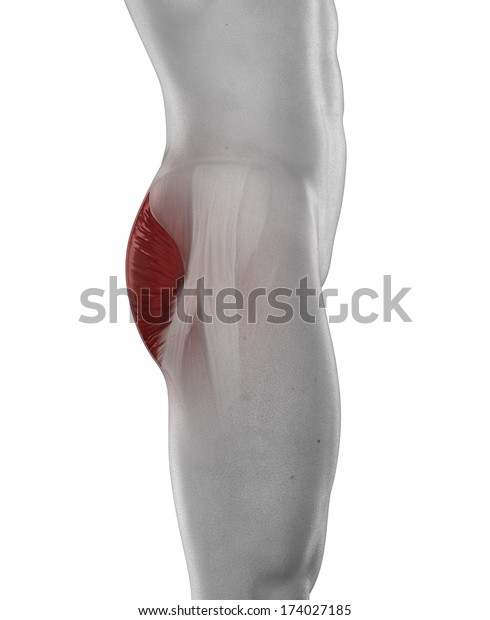 Man Gluteus Maximus Muscle Anatomy Isolated Stock Illustration