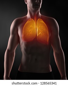 Man Lungs Anatomy With Bronchial Tree