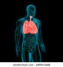 Man Lungs Anatomy With Bronchial Tree. 3D Illustration