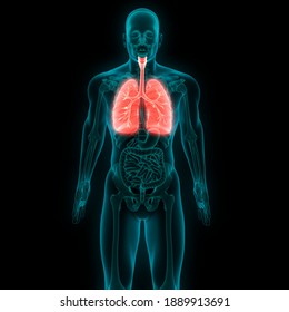 Man Lungs Anatomy With Bronchial Tree. 3D Illustration