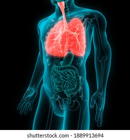 Man Lungs Anatomy With Bronchial Tree. 3D Illustration