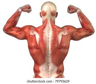 Man muscles anatomy in body-builder pose - posterior view