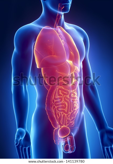 Man Organs Anatomy Anterior Xray View Stock Illustration 141139780