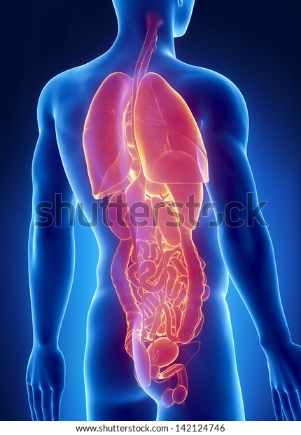 Man Organs Anatomy Posterior Xray View Stock Illustration 142124746