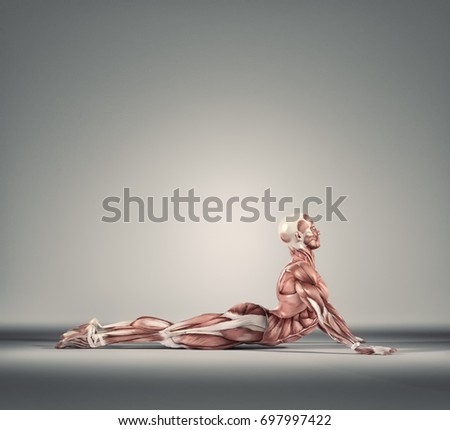 Man performs ground exercises. The muscular system.  This is a 3d render illustration