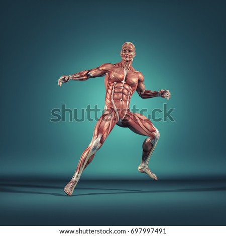 Man performs ground exercises. The muscular system.  This is a 3d render illustration
