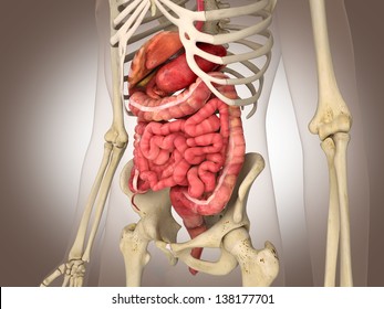 Man Skeleton Internal Organs 3 D Stock Illustration 138178835 ...