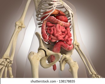 Man Skeleton Internal Organs 3 D Stock Illustration 138178835 ...