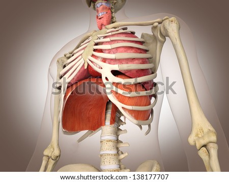 Man Skeleton Internal Organs 3 D Stock Illustration 138177707