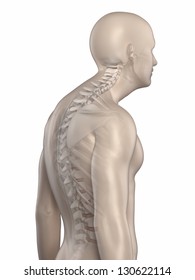 Man Spine Kyphosis Phase 2 Isolated