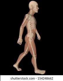 Man Walking Skeleton X-ray 