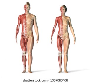 Man And Woman Muscle And Skeletal Systems Front View. Full Figure Standing On White Background. 3d Rendering.