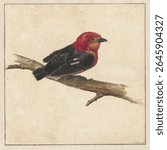 Manakin, de Surinaamse vogel Pipra Aureola (1681 - 1743) by Carel Borchaert Voet. Vintage bird illustration. Vintage painting of bird, animal art.