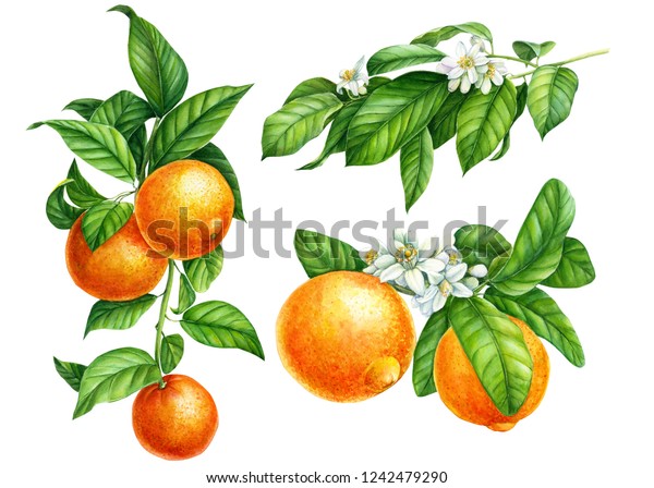 緑の葉と緑の枝 白い背景に花 水彩イラスト 柑橘類のコレクション オレンジ 植物画 のイラスト素材