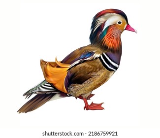 The Mandarin Duck, Aix Galericulata, Wood Duck, Realistic Drawing, Illustration For Bird Encyclopedia, Isolated Image On White Background