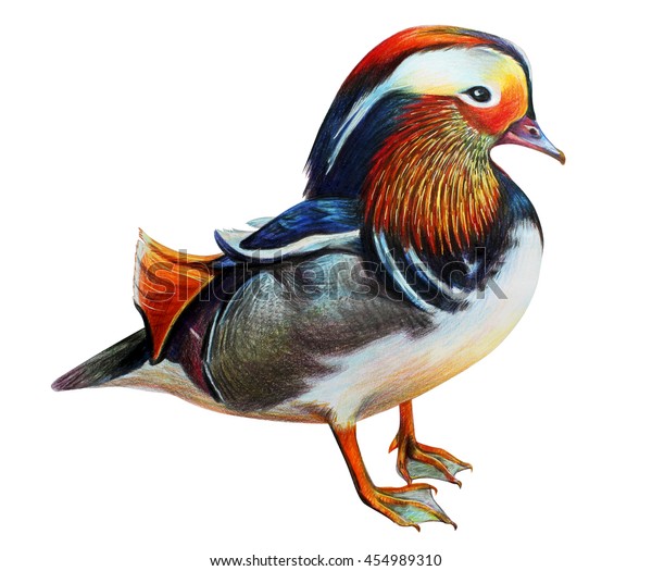 Mandarin Duck Drawing Aix Galericulata Stock Illustration 454989310