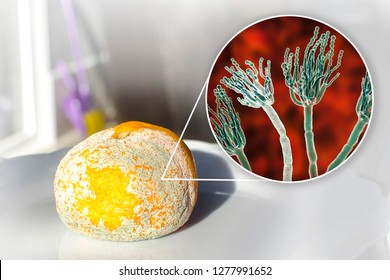 Mandarin With Mold. Photo And 3D Illustration Of Microscopic Fungi Penicillium Which Cause Food Spoilage And Produce Antibiotic Penicillin