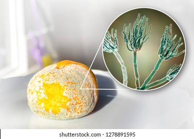 Mandarin With Mold. Photo And 3D Illustration Of Microscopic Fungi Penicillium Which Cause Food Spoilage And Produce Antibiotic Penicillin