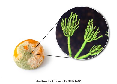 A Mandarin With Mold. Photo And 3D Illustration Of Microscopic Fungi Penicillium Which Cause Food Spoilage And Produce Antibiotic Penicillin