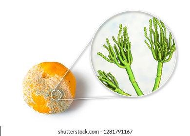 A Mandarin With Mold. Photo And 3D Illustration Of Microscopic Fungi Penicillium Which Cause Food Spoilage And Produce Antibiotic Penicillin