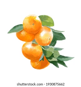 Mandarin Oranges With Leaves By Watercolor