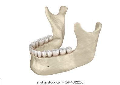 Mandibular Jaw Anatomy. 3D Illustration Concept Of Human Teeth