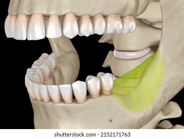 Mandibular Jaw, Bone Recession After Losing Molars Teeth. Dental 3D Illustration