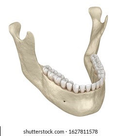 Mandibular Jaw Bone Teeth Anatomy 3d Stock Illustration 1627811578 ...